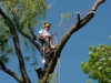 Tree Removal