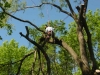 Tree Removal