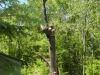 Tree Removal