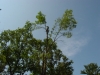 Tree Removal