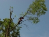 Tree Removal